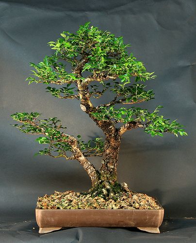 Black Pine Bonsai, Chinese Elm Bonsai, Elm Bonsai, Picea Abies, Pine Bonsai, Bonsai Styles, Japanese Bonsai, Indoor Bonsai, Bonsai Art