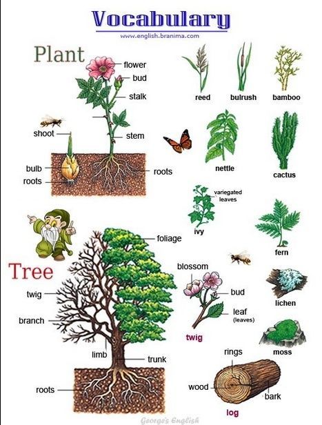 Some English vocab for plants and trees. Garden Vocabulary English, Gardening Vocabulary, Esl Vocabulary, English Vocab, Resources For Teachers, English Fun, English Language Teaching, English Tips, English Idioms