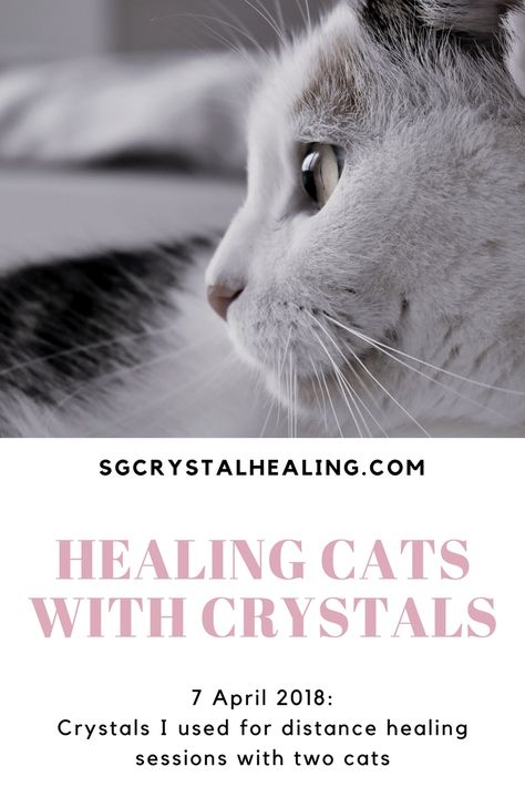 Crystals For Cats, Crystals For Pets, Cats With Crystals, Crystal Alter, Pet Healing, Distance Healing, Animal Treats, Animal Reiki, Pranic Healing