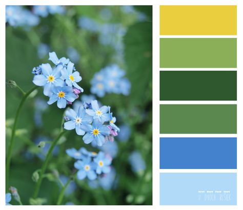 forget-me-not Forget Me Not Color Palette, Forget Me Not Blue, Blue Palette, Color Palette Bright, Paint Can, Fantasy House, Blue Color Schemes, Color Swatch, Forget Me Not