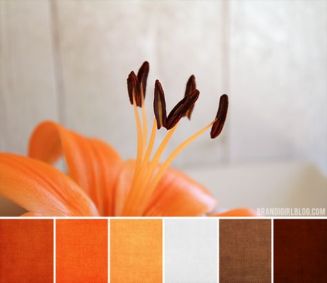 The orange interior color palette bodes well with yellow, and red tones, as well as browns and cream hues. Brown And Cream Living Room, Orange Lily, Brown Living Room Decor, Cream Carpet, Orange Color Palettes, Orange Interior, Brown Living Room, Colour Board, Girl Blog