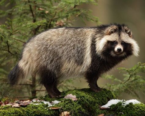 This is a Racoondog. It looks like a fluffy raccoon, but it's actually a dog! FuturistSpeaker.com #racoondog #coonfusion #funatdogshows Japanese Raccoon Dog, Bizarre Animals, Raccoon Dog, Cute Raccoon, Unusual Animals, Wild Dogs, Animal Wallpaper, Animal Tattoos, Dog Gifs