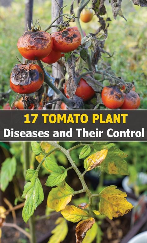 The tomato plant is one such vegetable that almost all gardeners try to grow once in their lifetime. This easy-to-grow plant is susceptible to certain pests and infections that can cause problems in your garden. Read on to learn how to treat and manage tomato plant diseases. To prevent tomato plant diseases, follow some simple steps such as rotating the plant, pinching off the leaves, mulching, providing sufficient air movement, choosing disease-resistant varieties, and companion planting... Tomato Bugs, Tomato Plant Diseases, Tomatoes Plants Problems, Tanaman Tomat, Tomato Problems, Growing Tomato Plants, Veggie Gardens, Growing Tomatoes In Containers, Tomato Plant