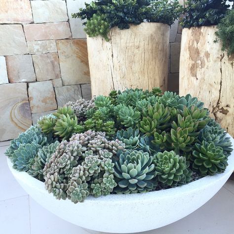 Front Veranda, Side Patio, Succulent Bowls, Succulent Landscape Design, Succulent Garden Design, Potted Plants Outdoor, Succulent Landscaping, White Bowl, Succulent Gardening