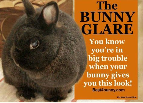 Crazy Bunny Lady, Pet Rabbit Care, Lionhead Rabbit, Bunny Lady, Rabbit Names, Rabbit Cages, Rabbit Care, Therapy Animals, Rabbit Hutches