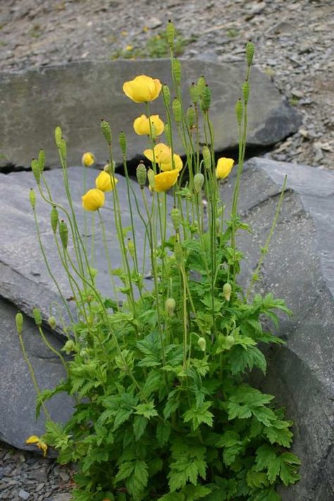 Welsh Poppies Flowers Images, Yellow Garden, British Garden, Perennial Garden, Shade Garden, Orange Flowers, Daffodils, Habitat, Perennials