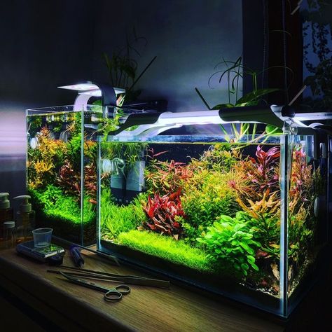 Desktop Aquarium, Fish Aquarium Decorations, Betta Fish Types, Aquascape Design, Tropical Fish Aquarium, Fresh Water Fish Tank, Nano Aquarium, Aquarium Landscape, Nature Aquarium