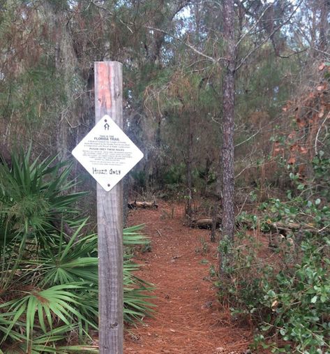 <b>Florida Trail, Chuluota Wilderness to Joshua Creek</b> <br>3895 Curryville Road, Oviedo, FL 32766 <br>If walking on a decline gets your blood pumping, this newly built Florida Trail may have what you’re looking for. Habitats transition from high, dry scrub to pine forests to floodplains of Buncombe and Joshua creeks. If this 4.3-mile trail is hiked southbound, you will feel as if you are walking downhill. Along with your $2 entry fee, you may want to bring an overnight bag and visit the c... Florida Hikes, Peppa Pig Theme Park, Things To Do Orlando, Oviedo Florida, Florida Trail, Lake Eola, Orlando Theme Parks, Florida Destinations, Rock Springs