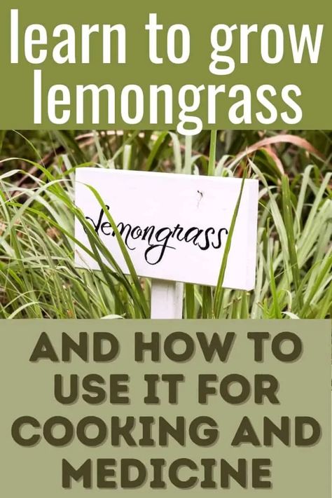 Growing lemongrass outdoors is easy if you know your zone and what the plant needs. Having lemongrass in the garden will enable you to make wonderful teas, Asian dishes, and eventually, plants to give away to your lemongrass-loving friends! Here's how to grow lemongrass and what you can do with it. #Gardening #MedicinalHerbs #CulinaryHerbs #Beginners Grow Lemongrass, Lemongrass Plant, Backyard Plan, Easy Plants To Grow, Herb Garden Design, Sun Loving Plants, Types Of Grass, Essential Oils Herbs, Food Medicine