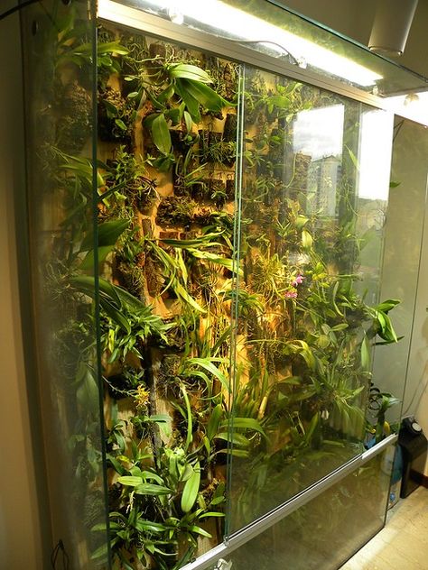 Orchid Walls, Tropical Terrariums, Orchid Terrarium, Indoor Plant Display, Orchid Plant Care, Diy Greenhouse Plans, Indoor Greenhouse, Orchids Garden, Greenhouse Plans