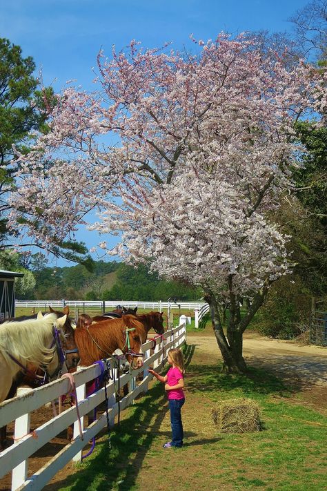 Pfeiffer Riding Stables - Cape Charles, VA Kid-Friendly Review at Trekaroo.com The perfect place to introduce horseback riding to your children. The horses are gentle, healthy and well-trained. The farm also has bunnies, miniature horses, children's play equipment, and friendly farm dogs. Located a few minutes from Cape Charles on the Eastern Shore. Cape Charles Virginia, Beach Plum Farm Cape May, Horse With Carriage, Cape Charles Va, Coastal Virginia, Kids Play Equipment, Horse Blanket With Hood, Central Park Horse Carriage, Cape Charles