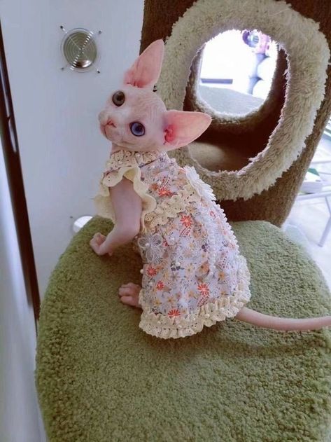 Naked Cats Cute, Hairless Cat Sphynx, Hairless Kitten, Cute Hairless Cat, Sphinx Cats, Hairless Cats, Sphynx Cat Clothes, Sphynx Cats, Sphinx Cat