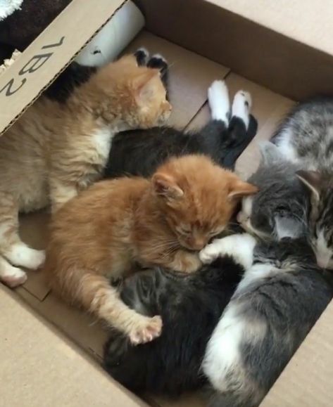 Rescue Kittens, Motherly Love, Sweet Sayings, Kitten Rescue, Foster Home, Meow Meow, Cat Person, Cute Cats And Dogs, In A Box