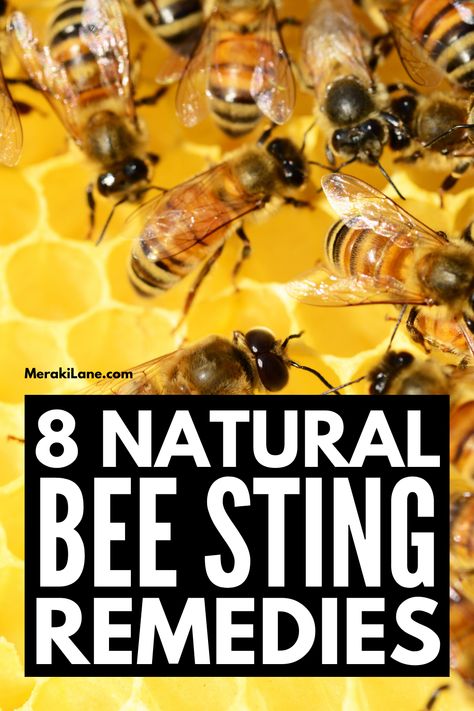 8 Bee Sting Remedies Everyone Should Know Bee Sting Remedies, Bee Sting Swelling, Bee Sting Relief, Treating Bee Stings, Remedies For Bee Stings, Getting Rid Of Bees, Wasp Stings, Homeopathy Remedies, Natural Remedies For Allergies