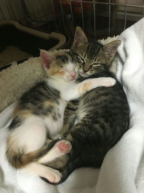 Cute Cats Together, Kitten Couple, Two Cats In Love, Cat Couples, Cuddle Pictures, Cats Cuddling, Dogs Hugging, Hugs And Cuddles, Cat Hug