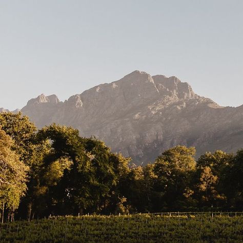 MolenVliet Vineyards on Instagram: "Swipe for a dopamine boost. 'The summer wind, came blowin' in from across the sea. Two sweethearts and the summer wind.' The summer wind is just what we need to cool us down here on the Estate. Feel the breeze against your cheek. Drink in the sweet summer sunset. We just love the details from Kathryn & Bradley's wedding. Photography: @kikitography #MolenvlietVineyards #Molenvliet #Vineyards #Wedding #weddingvenue #venue #winelands south africa #voguewedding" Cape Town Wedding Venues, Winelands South Africa, Dopamine Boost, Summer Wind, Cape Town Wedding, Vogue Wedding, Luxury Wedding Venues, Sweet Summer, Summer Sunset