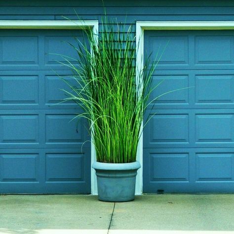 Tall grass in planters on either side of garage door Grass In Planters, Plant Combinations, Outdoor Inspirations, Ornamental Grasses, Lawn And Garden, Shade Garden, Green Grass, Yard Landscaping, Garden And Yard