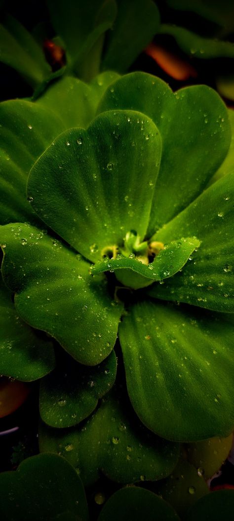 Water lettuce Water Lettuce, Mobile Photography, Lettuce, Plant Leaves, Plants, Water, Photography, Anime