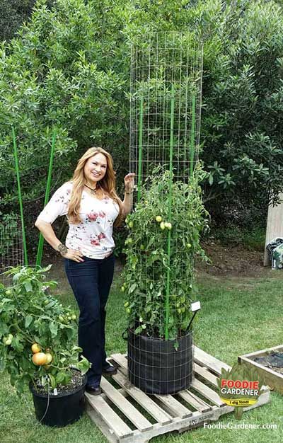 Tomato Tower, Indeterminate Tomatoes, Tomato Support, Tomato Trellis, Diy Trellis, Backyard Vegetable Gardens, Tomato Cages, Front Yard Landscaping Simple, Veg Garden