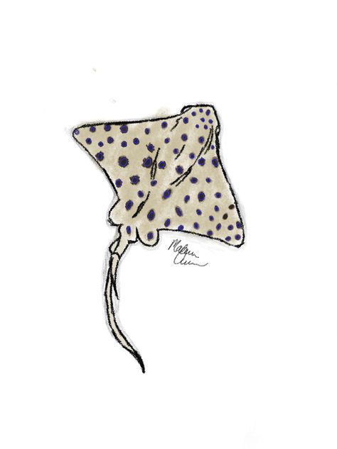 Spotted Stingray Drawing, Stingray Painting Easy, Sting Ray Drawing Easy, Sting Ray Doodle, Simple Stingray Drawing, Stingray Drawings, Sting Ray Watercolor, Sting Ray Drawings, Stingray Sketch