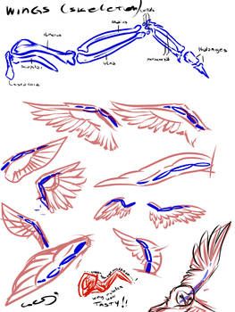 Wings Anime, Wing Anatomy, Bird Ears, Draw Book, Drawing Poses Male, How To Draw Ears, Feather Drawing, Skeleton Drawings, Hybrid Art