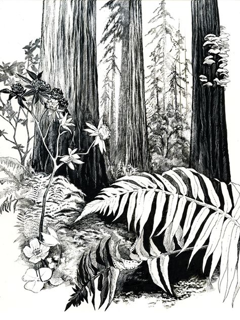 Redwood Forest Redwood Forest Drawing, Ink Plant Drawing, Redwood Forest Illustration, Forest Drawing Ink, Drawing Forest Pencil, Redwood Forest Tattoo, Pencil Forest Drawing, Redwood Illustration, Forest Sketch Pencil