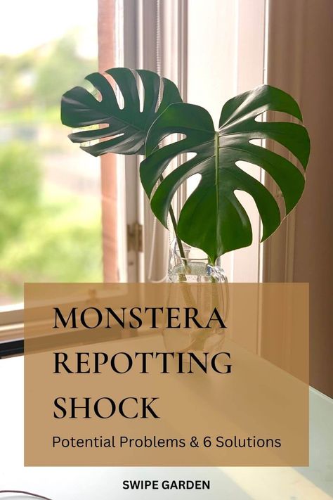 Expert advice for Monstera repotting shock: Discover potential challenges associated with repotting your Monstera plant and explore six proven solutions to help minimize stress and promote healthy growth. Monstera Plant, What Can I Do, Indoor Plants, Plants