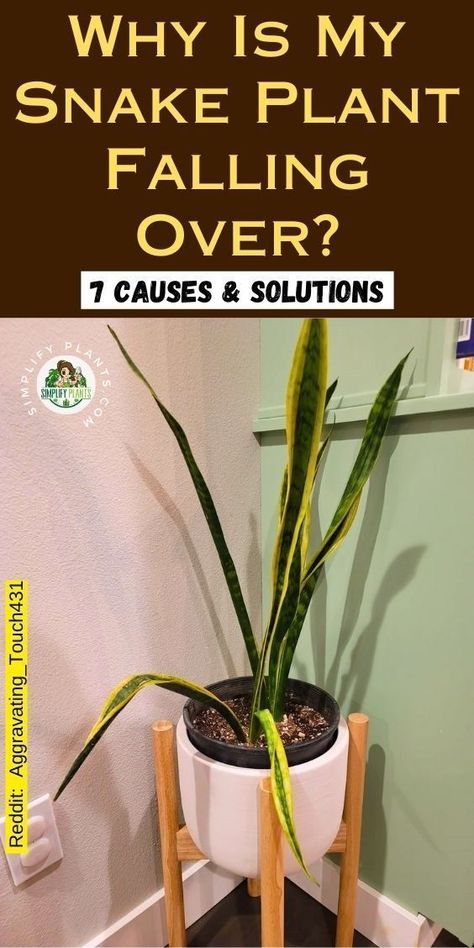 "Discover why your Snake Plant is falling over with our guide on the 7 common causes and solutions. Learn about Snake Plant drooping leaves, how to care for your Sansevieria plant, and tips for repotting your Snake Plant for optimal growth. Whether you have a Snake Plant in your bedroom or an outdoor landscape, we cover types of Snake Plants and their needs. " Snake Plant Blooming, Snake Plant Stand, Snake Plant Potting Ideas, Outdoor Snake Plant, How To Split A Snake Plant, Decorating With Snake Plants, Snake Plant Types, How To Repot A Snake Plant, Indoor Snake Plant