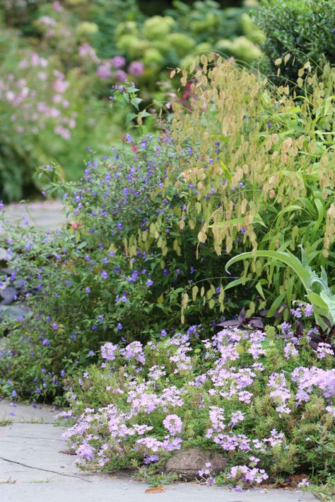 River Oats Plant, Inland Sea Oats, River Oats, Chasmanthium Latifolium, Planting Companions, Fall Gardens, Sea Oats, Conservatory Garden, Blue Confetti