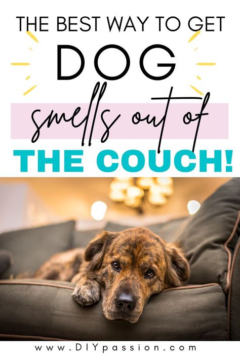 How to Get Dog Smells Out of the Couch. How to get dog smell out of couch furniture. Pet Urine Smell, Dog Pee Smell, Pet Odor Remover, Smell Remover, Smelly Dog, Pet Odor Eliminator, Pet Smell, Dog Couch, Dog Urine