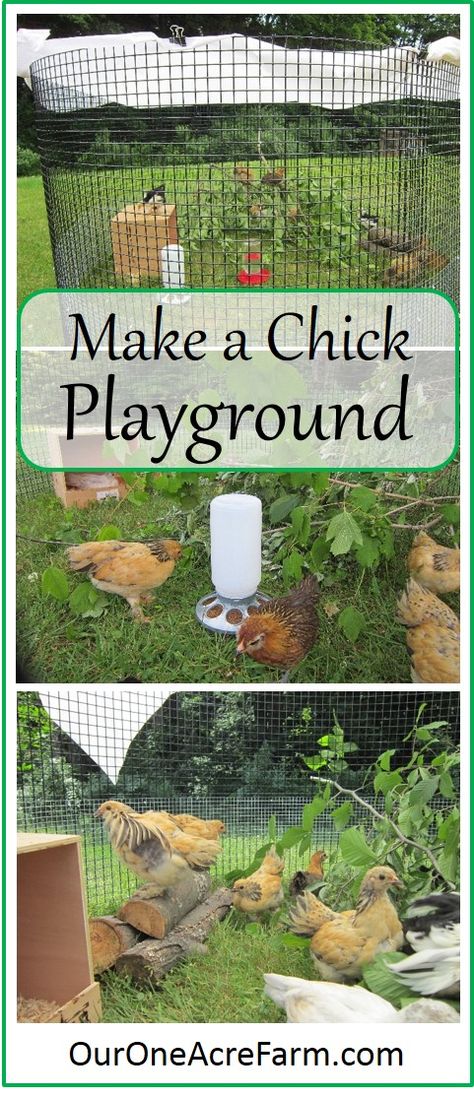 Baby chicks benefit from a time outdoors from a few days old, weather permitting. Create a stimulating, moveable playground and watch them play! Make one like my playground, or use what you have on hand to fashion something similar. Chicken Playground, Farm Chickens, Baby Chicks Raising, Chicken Life, Raising Backyard Chickens, Chicken Garden, Keeping Chickens, Backyard Chicken Coops, Baby Chick