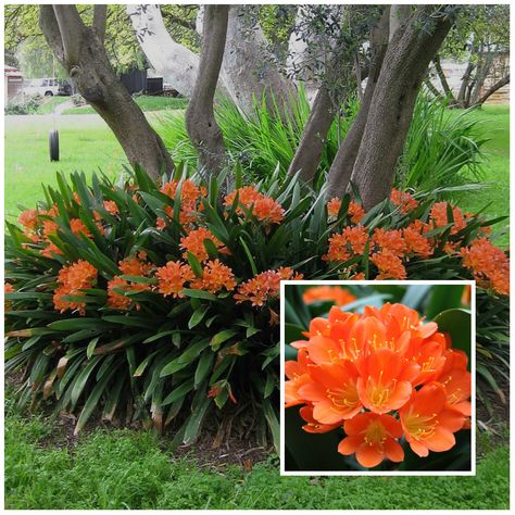 Fire lilies love shade Kaffir Lilly, Tree Edging, Clivia Miniata, Fire Lily, Fern Forest, Tropical Gardens, Shade Flowers, Olive Trees, Garden Yard Ideas