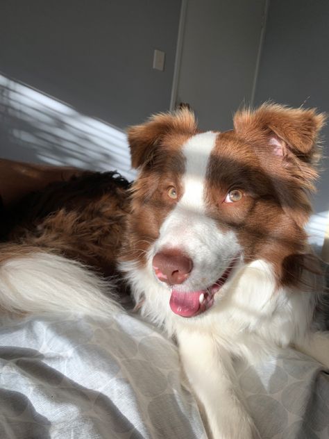 Brown Border Collie Aesthetic, Brown Border Collie Puppy, Border Collie Brown, Border Collie Aesthetic, Border Aussie, Brown Border Collie, Malamute Husky, Border Collie Puppy, Brown Border