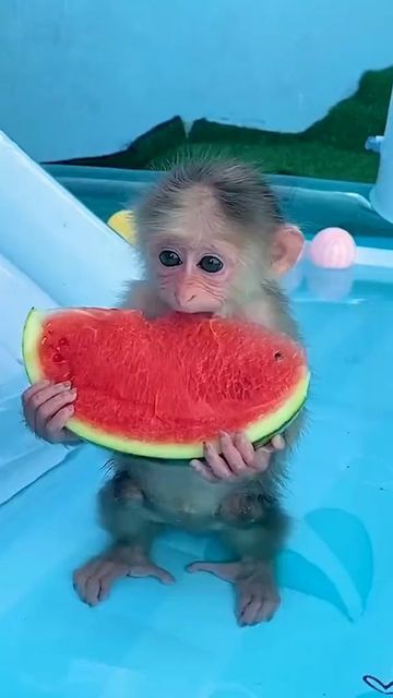 Monkey Cute, Cute Monkey Pictures, Monkey Pictures, Cute Small Animals, Very Cute Dogs, Pet Monkey, Funny Animal Photos, A Monkey