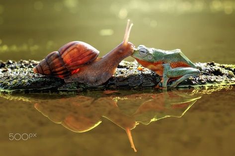 Frogs Kissing, Giant African Land Snails, Cottagecore Frog, Witchy Cottagecore, Best Friend Love, Funny Frogs, Frog And Toad, Tree Frogs, Love Kiss