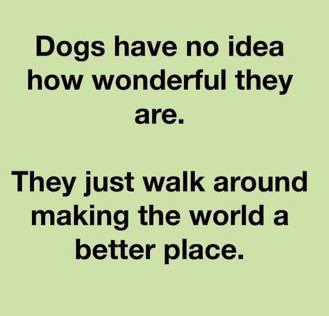 Funny Dog Sayings, Dogs Are The Best, Psychiatric Service Dog, Dog Sayings, Dog Quotes Love, Foster Dog, Chihuahua Love, Dog Rules, Animal Quotes