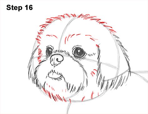 Draw Shih Tzu Dog 16 Shih Tzu Puppy Cut, Baby Shih Tzu, Perro Shih Tzu, Chien Shih Tzu, Shitzu Dogs, Shih Tzu Grooming, Shih Tzu Funny, Puppy Cut, Dog Sketch