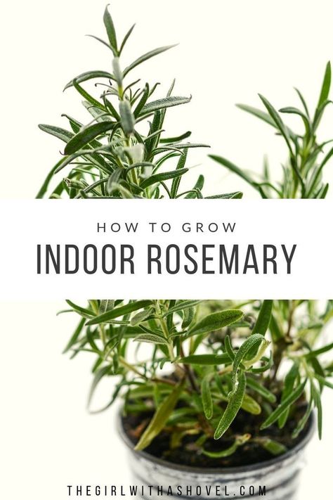 Rosemary Plant Care, Growing Rosemary Indoors, Indoor Gardening Supplies, Easy Herbs To Grow, Growing Herbs Indoors, Growing Rosemary, Rosemary Plant, Plant Care Instructions, Plant Care Tips