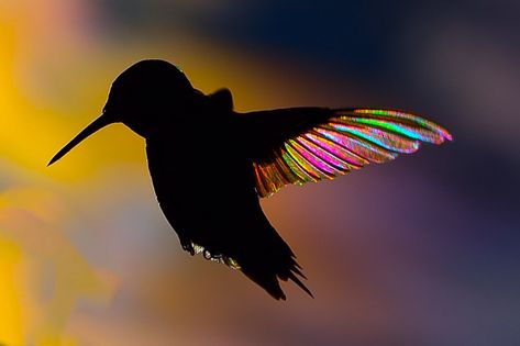 Hummingbird Wings, Fantasy Ball, Rainbow Wings, Types Of Shots, Photography Journey, Tiny Bird, Wings Tattoo, Photography Contests, Types Of Photography