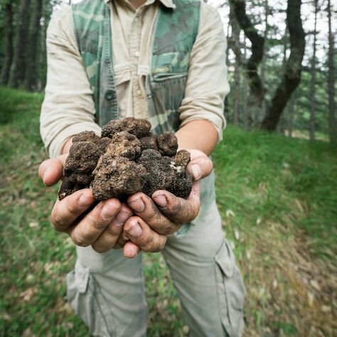 Experience authentic truffle hunting with a local guide and their dogs—an adventure not to miss on your next trip to Italy! 🍂🐕 #TruffleHunting #Agritourism #Italy #ahritourismvillas #privatevilla #truffles Truffle Hunting In Italy, Truffle Hunting, Trip To Italy, Local Guide, Private Villas, Italy Travel, To Miss, Truffles, Hunting