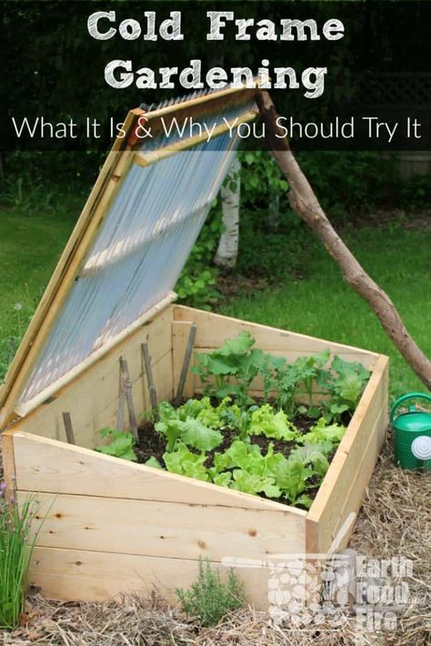 Horticulture Garden, Cold Climate Gardening, Cold Frame Gardening, Cold Frames, Winter Vegetables Gardening, Vegetable Harvest, Greenhouse Ideas, Plants Ideas, Winter Vegetables