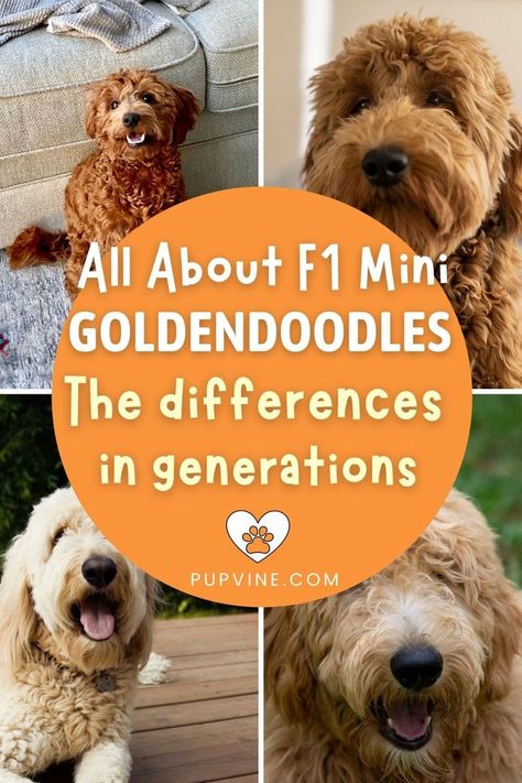 Goldendoodle Full Grown, Teddy Bear Goldendoodle, F1 Mini Goldendoodle, Goldendoodle Grooming, F1b Goldendoodle, Mini Goldendoodle Puppies, Mini Goldendoodle, Goldendoodle Puppy, Mixed Breed Dogs