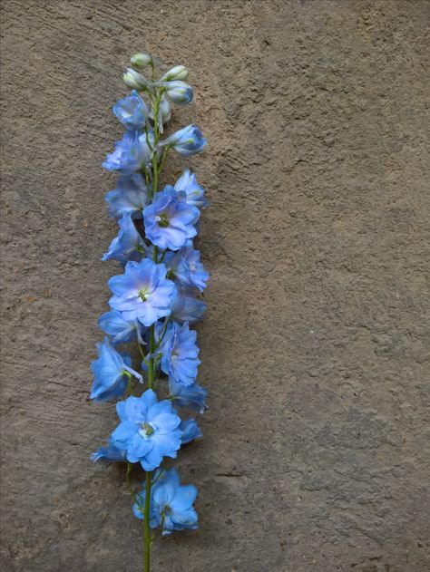 Larkspur Painting, Delphinium Flower, Larkspur Flower, Botanical Sketchbook, Delphinium Flowers, Blue Window, Blue Delphinium, Flower Line Drawings, List Of Flowers