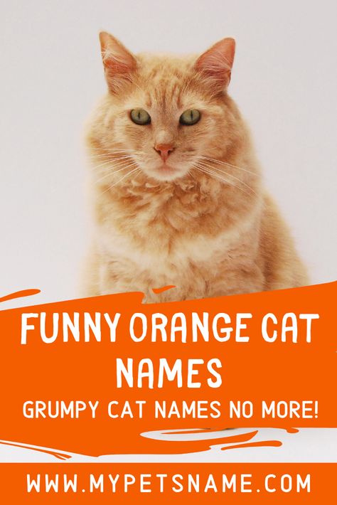 Does your ginger kitty have the grumpy temperament of Crookshanks? Why not use some puns to come up with some funny orange cat names that your cat will love? Take a look at our list for options.  #funnyorangecatnames #orangecatnames #funnynamesfororangecats Cat Names Girl Unique, Male Cat Names Unique, Orange Cat Names, Kitten Names Unique, Ginger Cat Names, Cool Pet Names, Tabby Cat Names, Boy Cat Names, Girl Cat Names