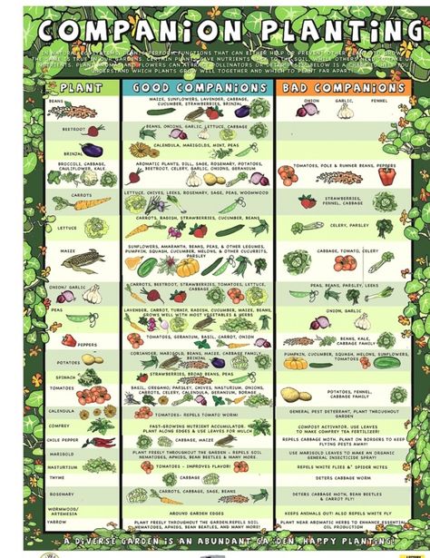 Making Compost, Plantarea Legumelor, Companion Planting Guide, Companion Planting Chart, Moderne Have, Companion Gardening, Funny Vine, Garden Companion Planting, Permaculture Design