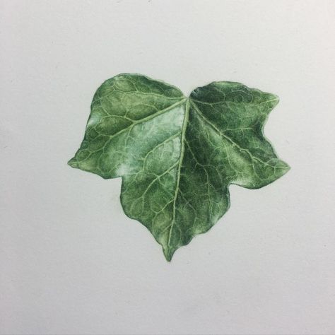 Theres Gustafsson on Instagram: “Ivy leaf.  #watercolour #watercolor #botanicalwatercolour #ivy #hederahelix #botanicalillustration #study #botanicalart #botanicalstudy” Ivy Drawing, Ivy Watercolor, Project Illustration, Hedera Helix, Collage Elements, Botanical Drawing, Ivy Leaves, Ivy Leaf, Botanical Painting