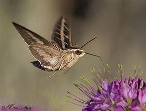 White-lined Sphinx Moth (Hummingbird Moth) « Feathered ... Sphinx Moth, Moth Drawing, Hummingbird Moth, Insect Species, Small Moths, Antelope Island, Paradise Flowers, Moth Tattoo, Animal Study