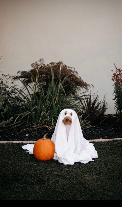 Puppies In Halloween Costumes, Dog Ghost Halloween Costume, Dogs In Ghost Costume, Dogs As Ghosts, Pictures Of Dogs Pet Photography, Ghost Sheet Photoshoot With Dog, Pumpkin Dog Photoshoot, Halloween Costumes For Puppies, Halloween Pictures With Dogs