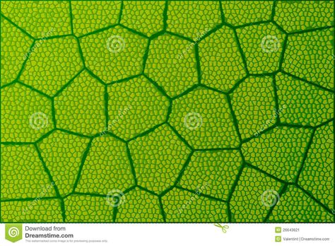 leaves under microscope | Leaf Under Microscope Stock Image - Image: 26643621 Structure Of A Leaf, Architecture Circulation, Microscope Illustration, Cellular Structure, Under Microscope, Art For School, Final Major Project, Illustration Wallpaper, Leaf Illustration