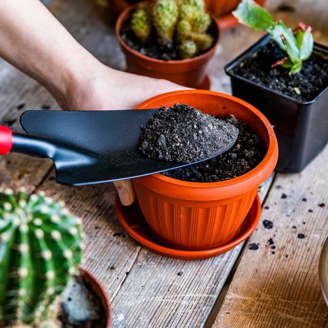 Can You Reuse Potting Soil? Porch Construction, Repotting Succulents, Organic Mechanic, Acid Loving Plants, Construction Diy, Screen Porch, Organic Soil, Plant Diseases, Aging Wood